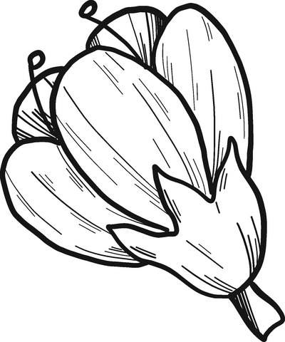 Cherry Flower From Cherry Tree Coloring Page